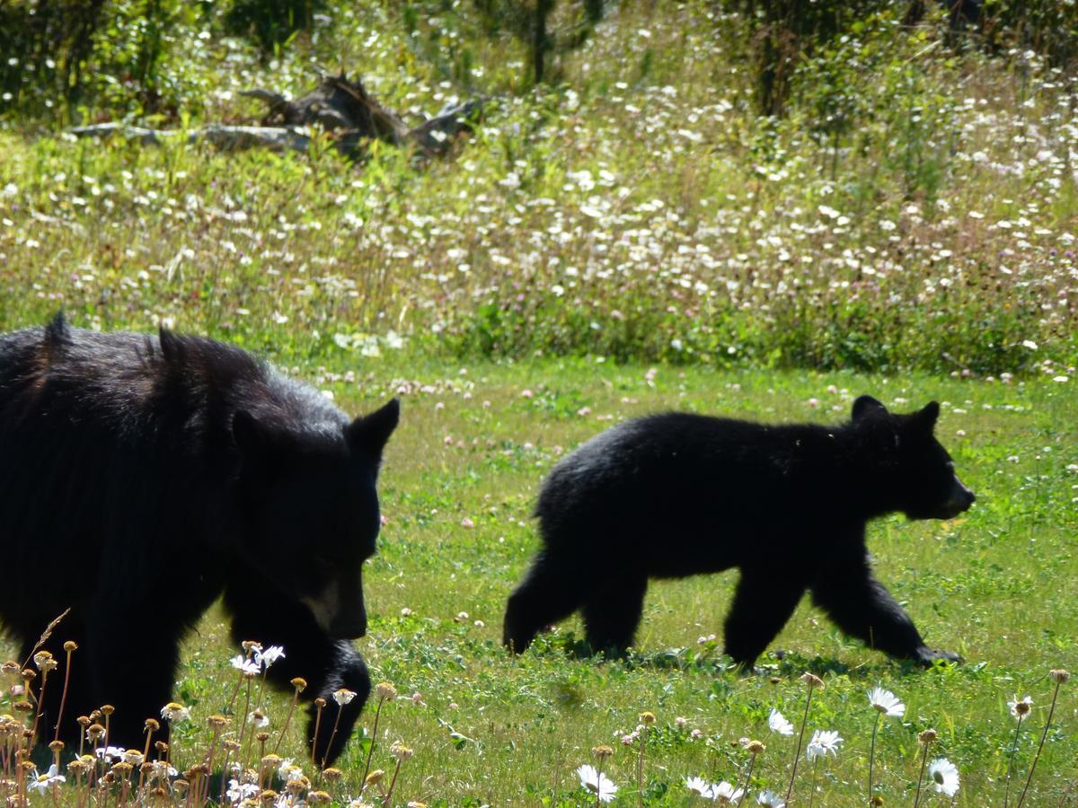 Little Black Bear Lodge/B&B Bridge Lake Εξωτερικό φωτογραφία