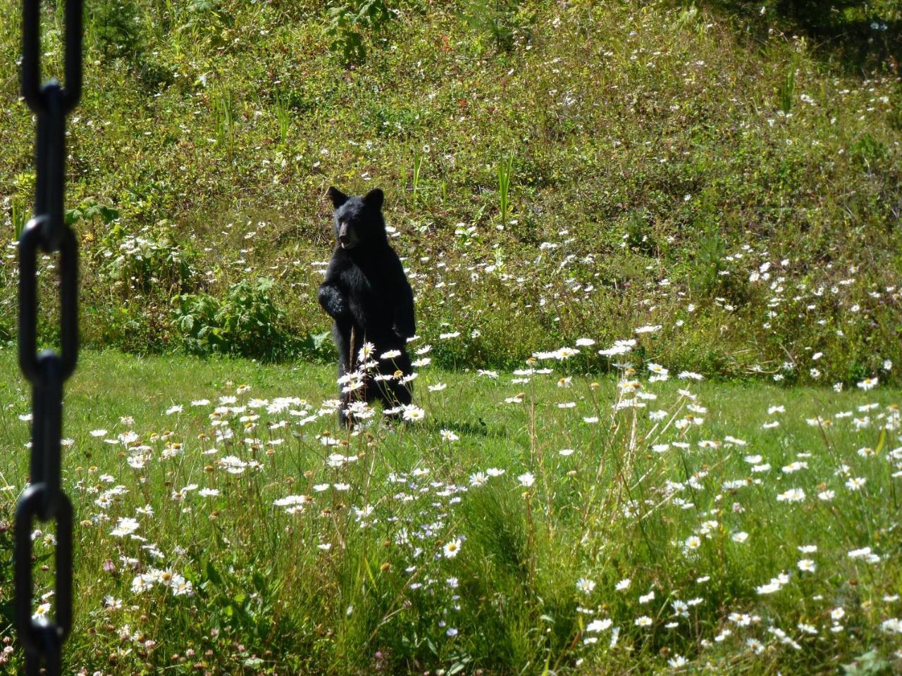 Little Black Bear Lodge/B&B Bridge Lake Εξωτερικό φωτογραφία